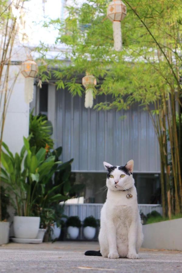 Ostello The Park Society Chiang Mai Esterno foto